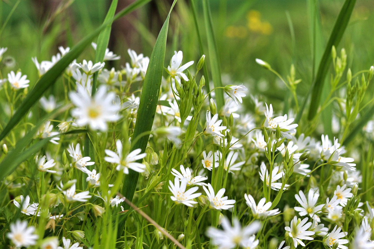 flowers-6253964_1280